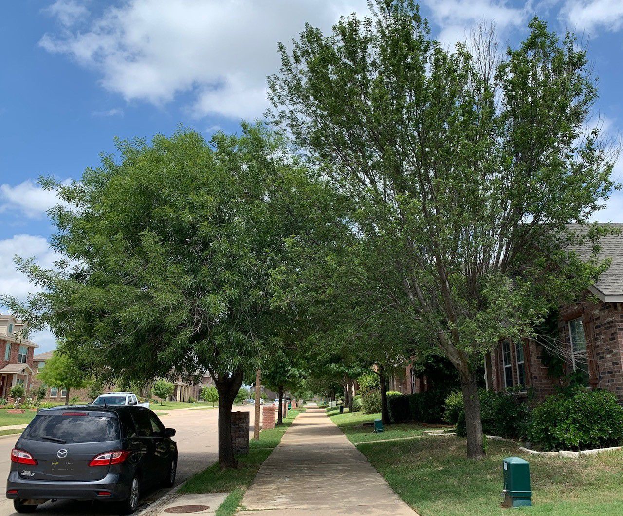 Ash trees